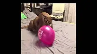 Big floppa pops balloon meme