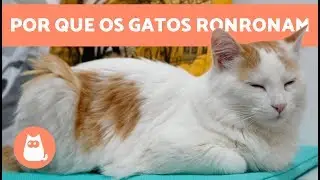 Por que os GATOS RONRONAM? - Curiosidades sobre gatos