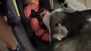 Хаски сходит с ума, когда мы впервые везём ребёнка к врачу 😰