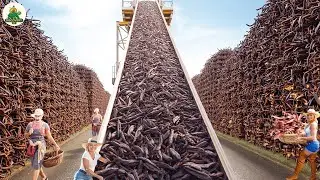 Amazing Process of Harvesting Vanilla | The Production of the World&rsquo;s Second Most Expensive Spice