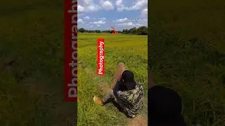 Bird Photography with Arif Photography BD #shorts #birdphotography #arifphotographybd
