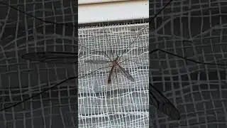 Leptotarsus is a genus of true crane fly#InsectSpecies #insect world#Assassinbug#insectlife#nmtrue