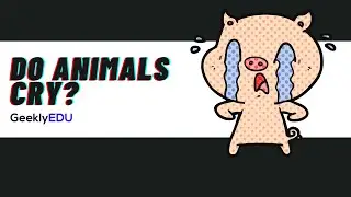 Do Animals Cry? Three Types of Tears Explained by GeeklyEDU