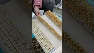 The process of collecting royal jelly