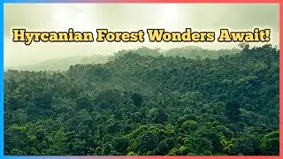 Into the Heart of Iran&rsquo;s Ancient Hyrcanian Forest