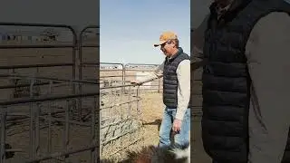 How to make hay feeders out of tote cages.  #farm#farming#ranch#homestead #farminglikearancher