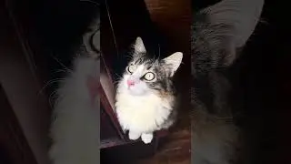 These green eyes &hellip;👀 they&rsquo;re amazing. #cat #cute  #kitten #pets #catlover #cutecat #animals #kitty
