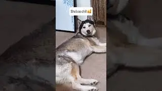 &ldquo;Work From Home Vibes 🐾 | Behind the Scenes with My Chill Husky&rdquo;