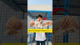 Bhar ka kabutar agaya 😍 #minivlog #vlogs