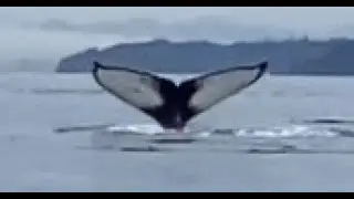Epic Whale watching tour out of Telegraph Cove, Vancouver Island