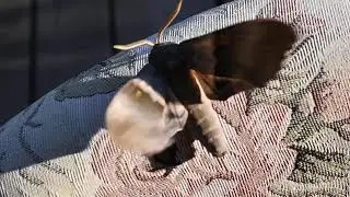 Mystery Big Brown Moth