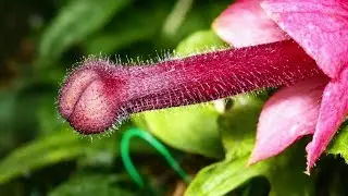 7 das FLORES e PLANTAS mais ESTRANHAS do Mundo – Essas PLANTAS EXÓTICAS vão te surpreender