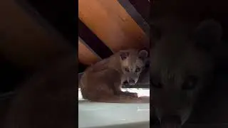 Unexpected Wildlife in Bali: Our Encounter with a Luwak