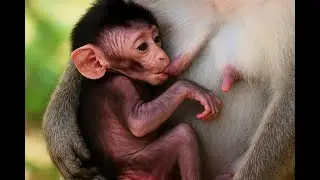 Baby Monkey&rsquo;s Trust in His Mother Is Unbreakable
