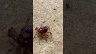 Soldier Crab