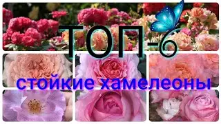 Vlog-92 ТОП-6 розы-хамелеоны🦎🌹долго держат цветок, солнце и дождь не помеха!