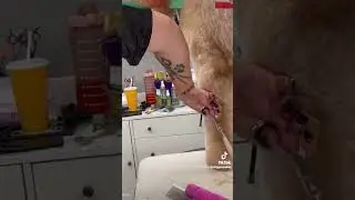 Scissor work allows for precise shaping and finishing touches that clippers might not achieve. #dogs