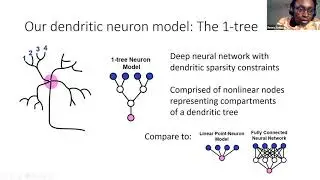 Talk: Can single neurons solve MNIST? The computational power of biological dendritic trees