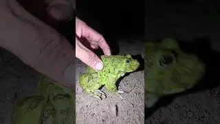 Frogs mixed with funny lizards | Frog funniest | catch frog tiny tiny funny lol | memes funny frogs