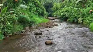 Deep Relaxation, Gentle Focus with Peaceful Forest River Flow and Natural Light