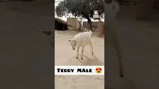 White Teddy Male Kid #youtubeshorts #shorts #viralshorts  #goatkid #goatvideo #teddykittens #ytshort