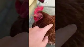Petting my very adorable hen! #cutechicken #hen #chicken #cutehen #animal #henhouse #henchicken