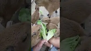 Не останавливайте моих капибар