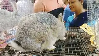 BIGEST RABBIT-BUNNY MARKET IN GALIFF STREET | CURRENT PRICE UPDATE | VISIT JULY 2022