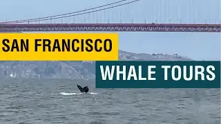 San Francisco Whale Tours | Pier 39 | San Francisco Bay and views of Alcatraz