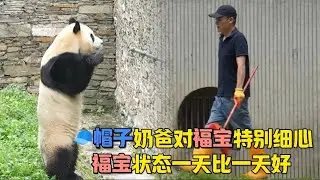 福猪猪“假孕”后状态一天比一天好，帽子奶爸对福宝很细心，看他跟福宝的互动，福公主喜欢这个奶爸#panda #大熊貓 #大熊猫福宝