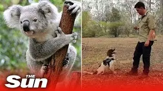 Meet koala sniffing dog &lsquo;Taylor&rsquo; - the animal lifesaver in Australia bushfires