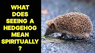 WHAT DOES SEEING A HEDGEHOG MEAN SPIRITUALLY ?