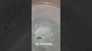 Criando lebiste (guppy) em balde . #lebiste #guppy #shortsvi #shortsvideo #fypシ