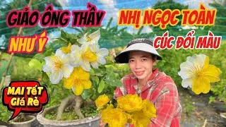 1/1 ☎️Như 0923555221☎️ GL mai vàng chơi tết giá rẻ,nhiều giống mới bông đẹp nhiều mã số dể chọn lựa
