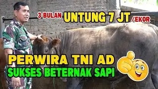 Full Tutorial‼️Belajar Usaha Penggemukan Sapi 💯