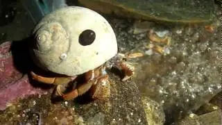 Beware of the crab!