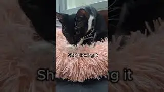 Cat&rsquo;s First Soft Bed &ndash; Her Reaction Will Melt Your Heart! 😭💖