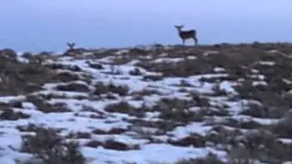 Deer gone wild