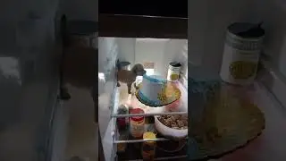 puppy eats cake in fridge🐶🎂