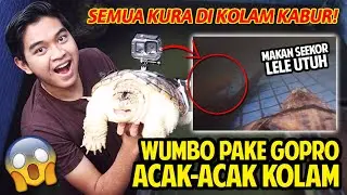 KURA PREDATOR WUMBO DIPASANG GOPRO! MASUKIN KE KOLAM SAMPAI KURA YANG LAIN KOCAR-KACIR!
