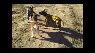 Xolo standard and his friendrs Huski