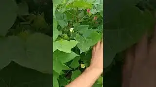 money maker cotten kaveri seeds pvt ltd