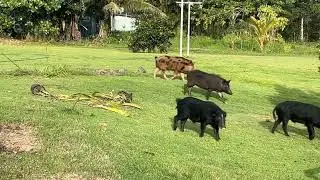 Hungry wild pigs (boars)lazy and funny 😄 #hilohawaii#wildanimals #nature 