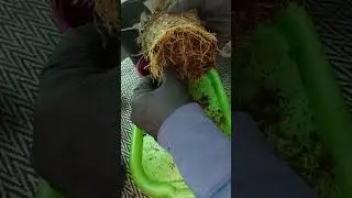 Пересадка полуфабриката крупнолистной гортензии в больший объем