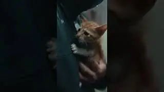 Kitten crying for help
