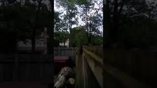 Cicada Bloom