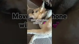 Let&rsquo;s play!! #lol #dog #pets #funny #games #lol