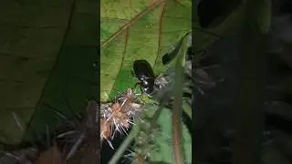 Amazing 😮😮😮 nature #nature #environment #animals
