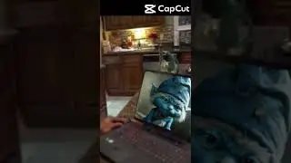 The other Smurf cat is dead