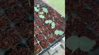 Моё растение выросло за 4 дня😳 #youtubeshorts #food #plants